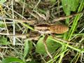 Hogna radiata